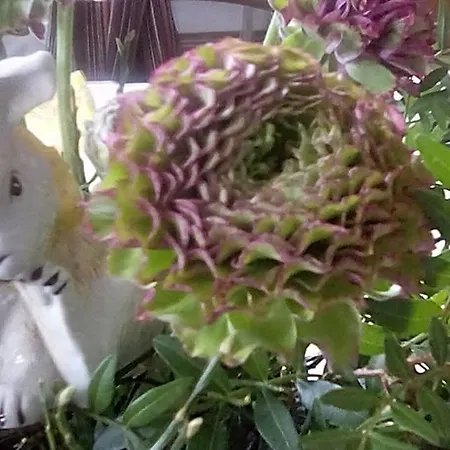 Bed & Breakfast Wohnen Im Burghotel 3*